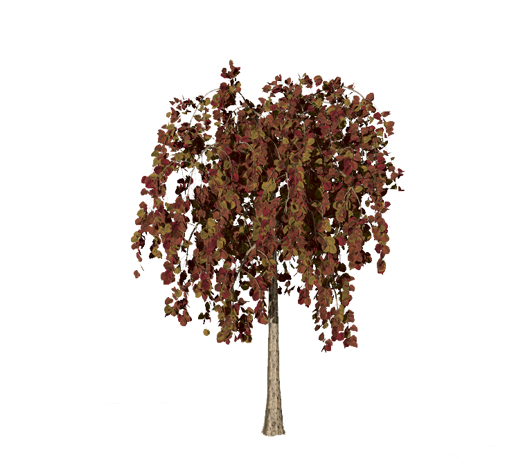 加拿大紫荆‘红宝石瀑布’设计素材-紫叶期.png