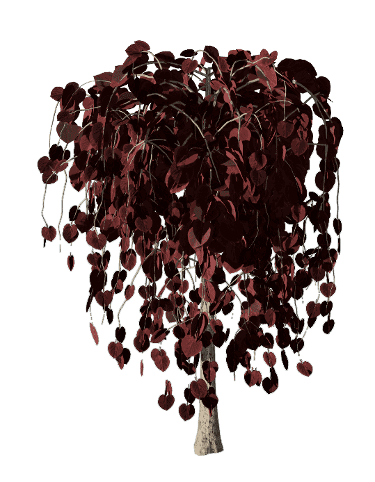 加拿大紫荆‘红宝石瀑布’设计素材-紫叶期02.png