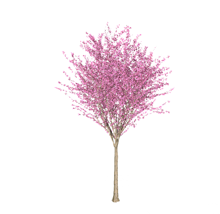 金叶紫荆树设计素材-花期.png