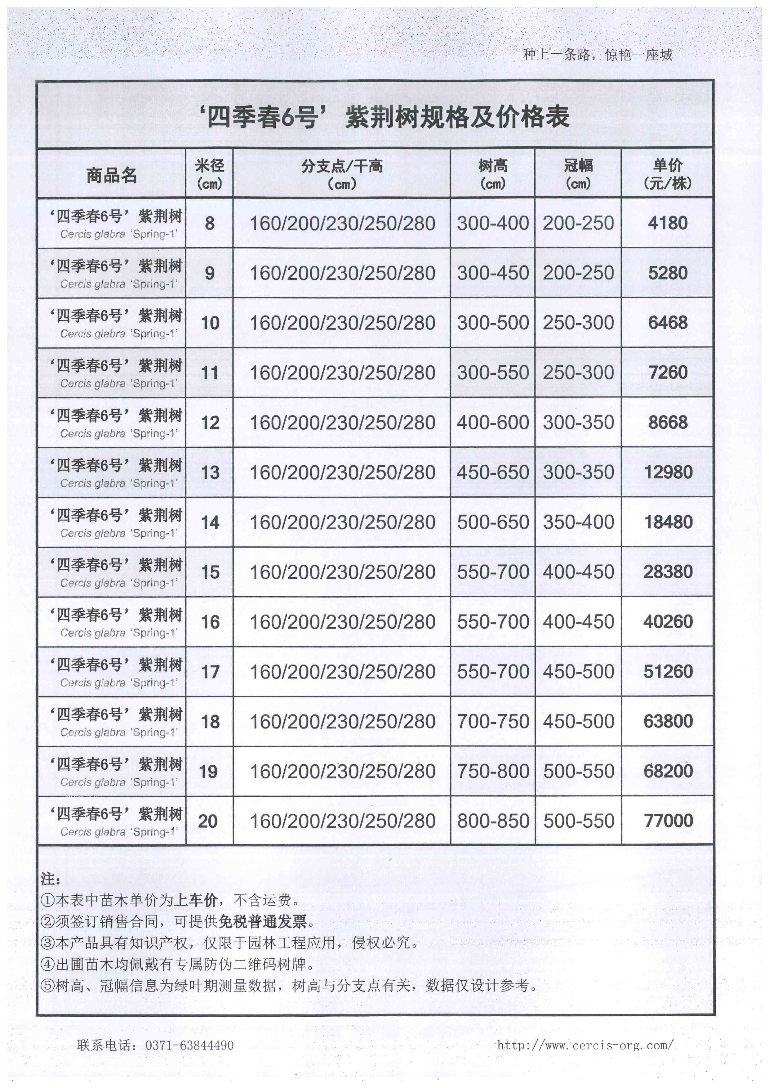 ‘四季春6号’紫荆树.jpg
