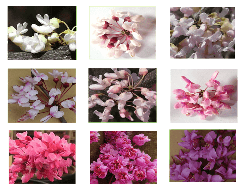 图11-1 湖北紫荆新品种培育中花朵方面的可能性.png