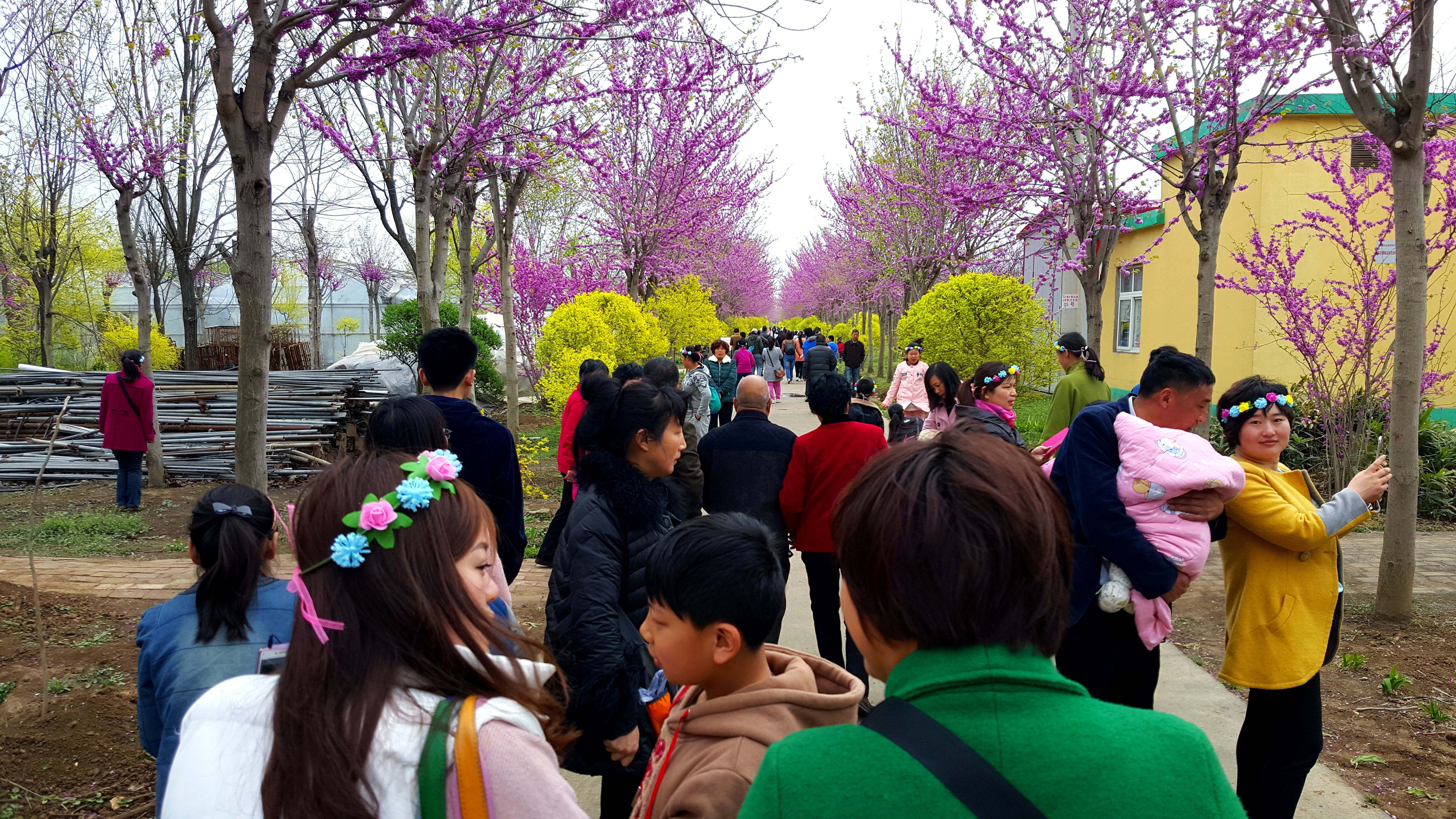 图11-7 湖北紫荆新品种花期，苗圃赛景区.jpg