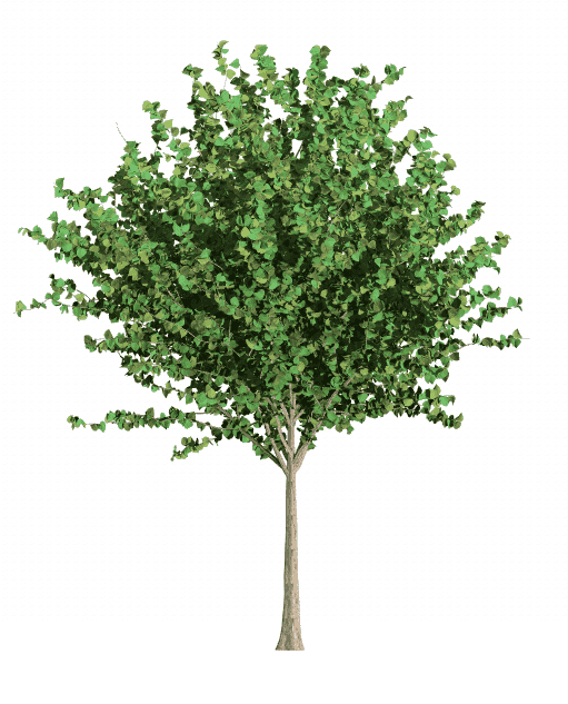 ‘四季春1号’紫荆树设计素材-绿叶期.png