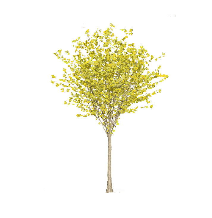 金叶紫荆树设计素材-金叶期.png