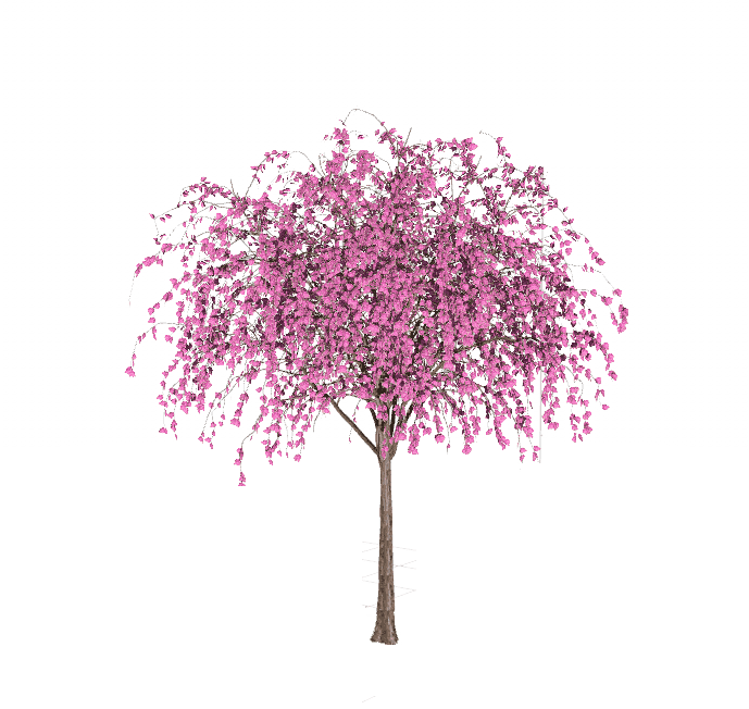 紫叶加拿大紫荆-花期.png