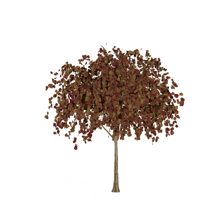 紫叶加拿大紫荆-紫叶期.png