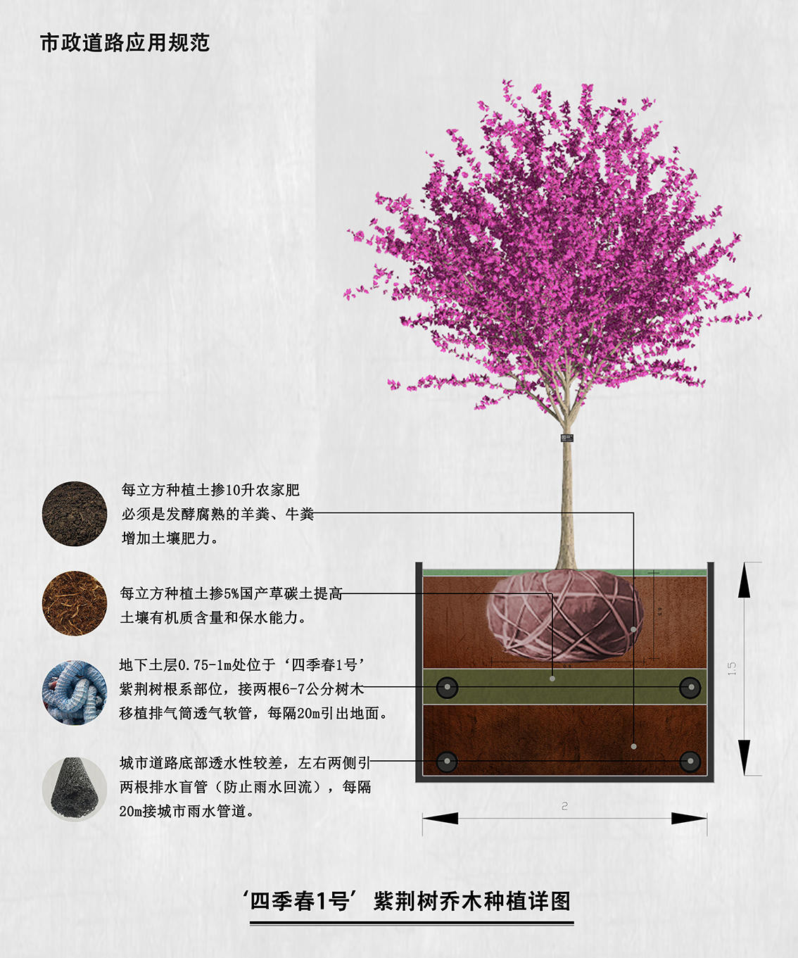 ‘四季春1号’紫荆树种植示意图02.jpg